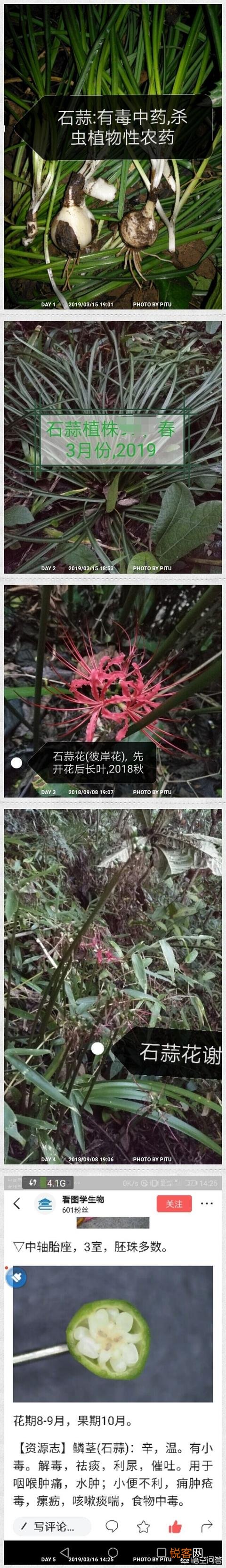 你所在的农村里,三月份都有哪些可食用的野菜？都是怎么烹调的？
