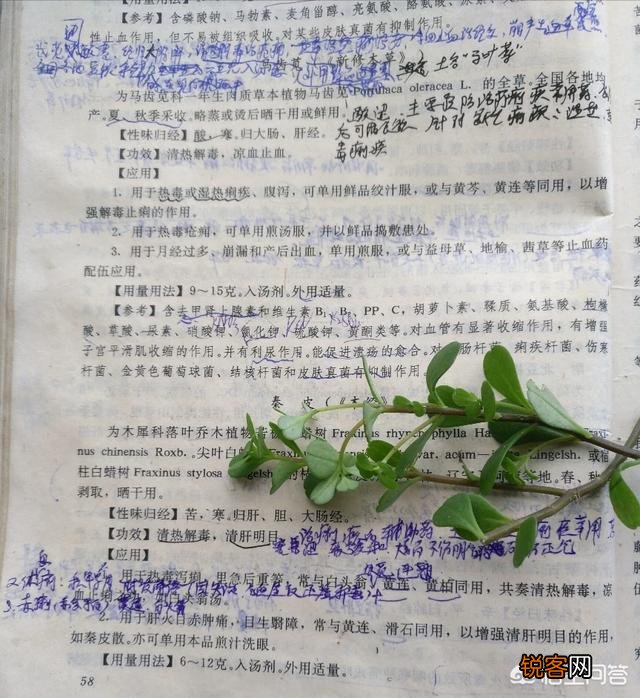 你所在的农村里,三月份都有哪些可食用的野菜？都是怎么烹调的？
