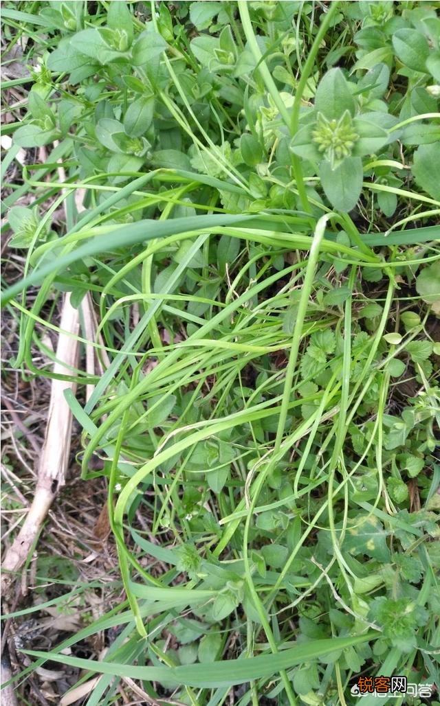 你所在的农村里,三月份都有哪些可食用的野菜？都是怎么烹调的？