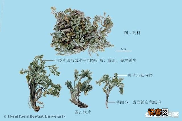 你所在的农村里,三月份都有哪些可食用的野菜？都是怎么烹调的？