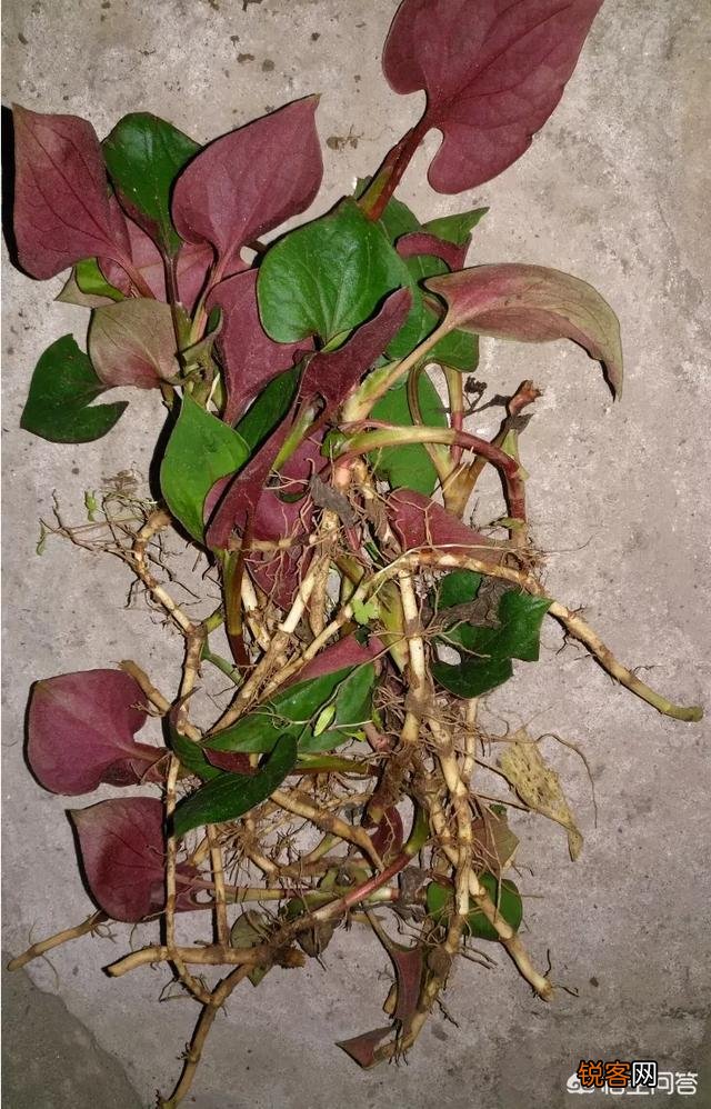 你所在的农村里,三月份都有哪些可食用的野菜？都是怎么烹调的？