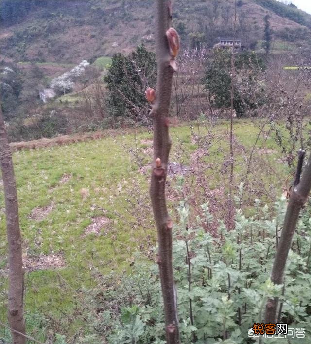 你所在的农村里,三月份都有哪些可食用的野菜？都是怎么烹调的？