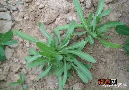 这种野菜有什么功效？