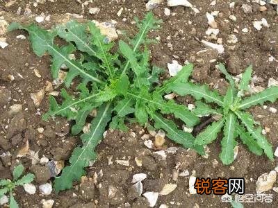 这种野菜有什么功效？