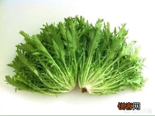 这种野菜有什么功效？