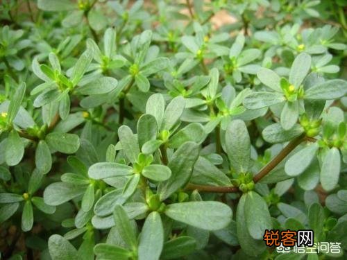在农村,夏天有哪些可以吃的野菜？