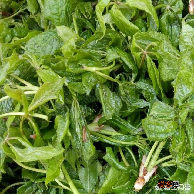在农村,夏天有哪些可以吃的野菜？