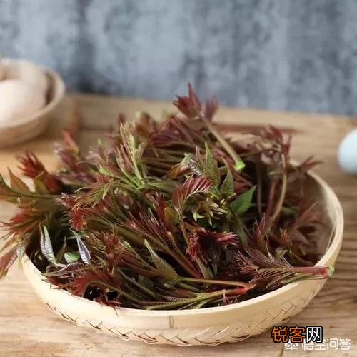 在农村,夏天有哪些可以吃的野菜？