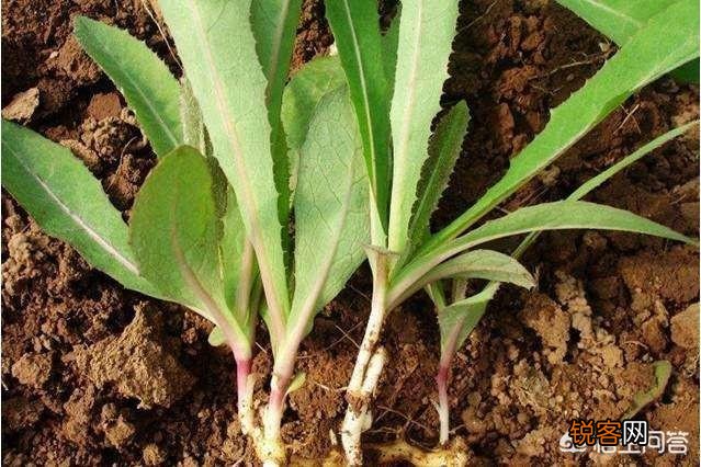 在农村,夏天有哪些可以吃的野菜？