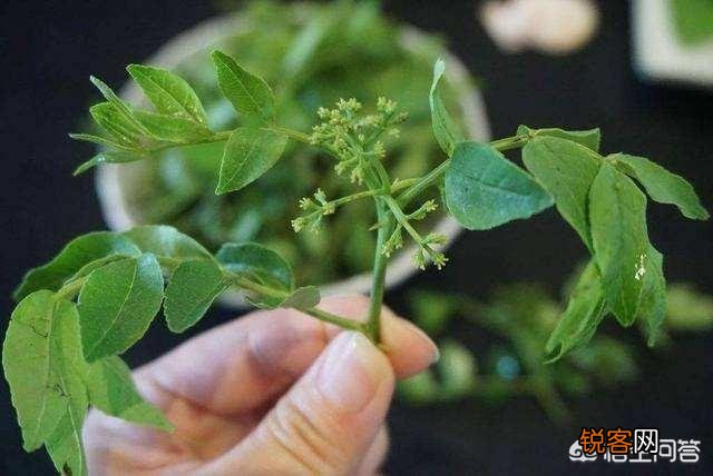 在农村,夏天有哪些可以吃的野菜？