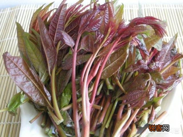 在农村,夏天有哪些可以吃的野菜？