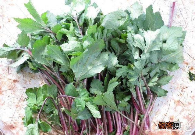 农村稀有的野菜,老人常常挖掘享用美味,吃过的人多吗？