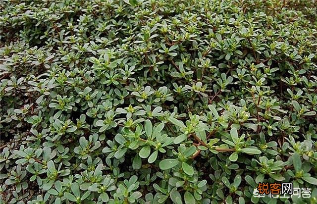 农村稀有的野菜,老人常常挖掘享用美味,吃过的人多吗？