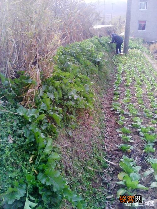 农村稀有的野菜,老人常常挖掘享用美味,吃过的人多吗？