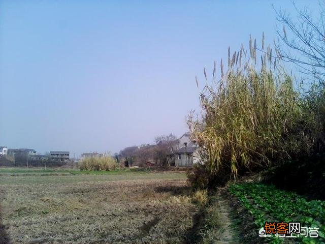 农村稀有的野菜,老人常常挖掘享用美味,吃过的人多吗？