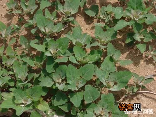 农村稀有的野菜,老人常常挖掘享用美味,吃过的人多吗？