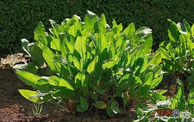 农村稀有的野菜,老人常常挖掘享用美味,吃过的人多吗？