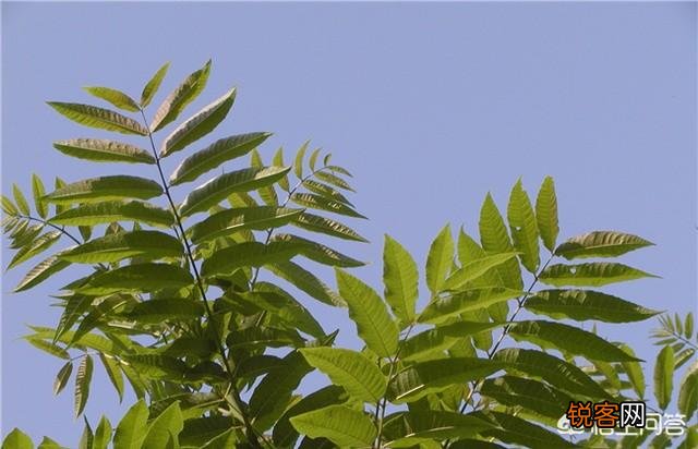 农村稀有的野菜,老人常常挖掘享用美味,吃过的人多吗？