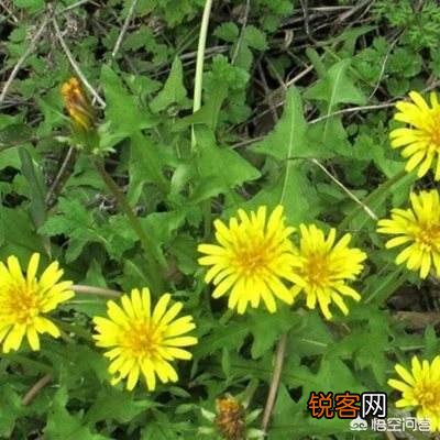 农村稀有的野菜,老人常常挖掘享用美味,吃过的人多吗？
