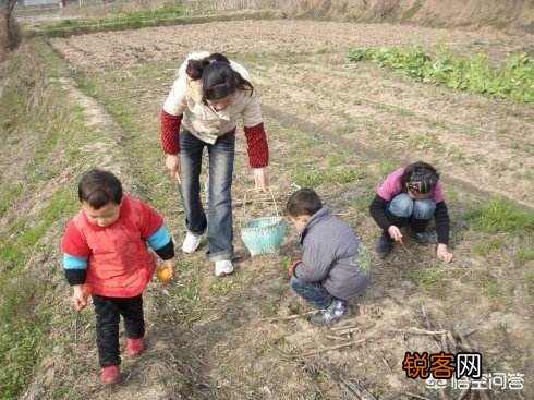 农村稀有的野菜,老人常常挖掘享用美味,吃过的人多吗？