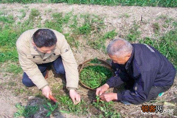 农村稀有的野菜,老人常常挖掘享用美味,吃过的人多吗？