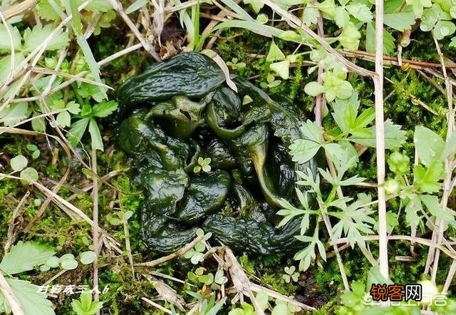 农村稀有的野菜,老人常常挖掘享用美味,吃过的人多吗？