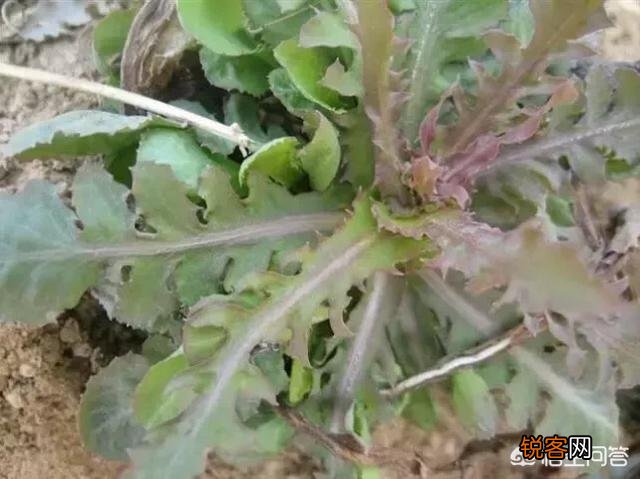 农村稀有的野菜,老人常常挖掘享用美味,吃过的人多吗？