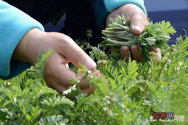 现在农村生活条件好了,为什么有的人还要挖野菜吃？