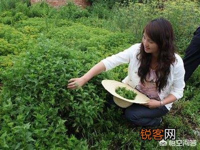 现在农村生活条件好了,为什么有的人还要挖野菜吃？