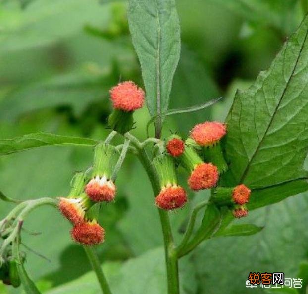 现在农村生活条件好了,为什么有的人还要挖野菜吃？