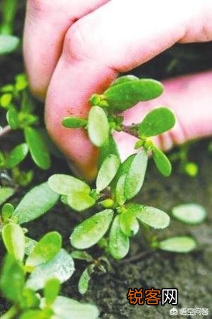 现在农村生活条件好了,为什么有的人还要挖野菜吃？