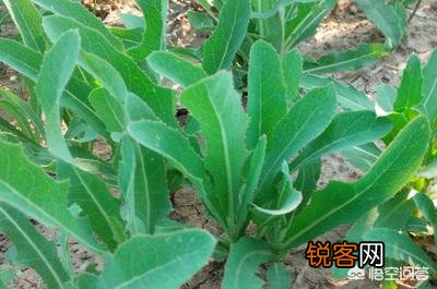 现在农村生活条件好了,为什么有的人还要挖野菜吃？
