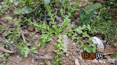现在农村生活条件好了,为什么有的人还要挖野菜吃？