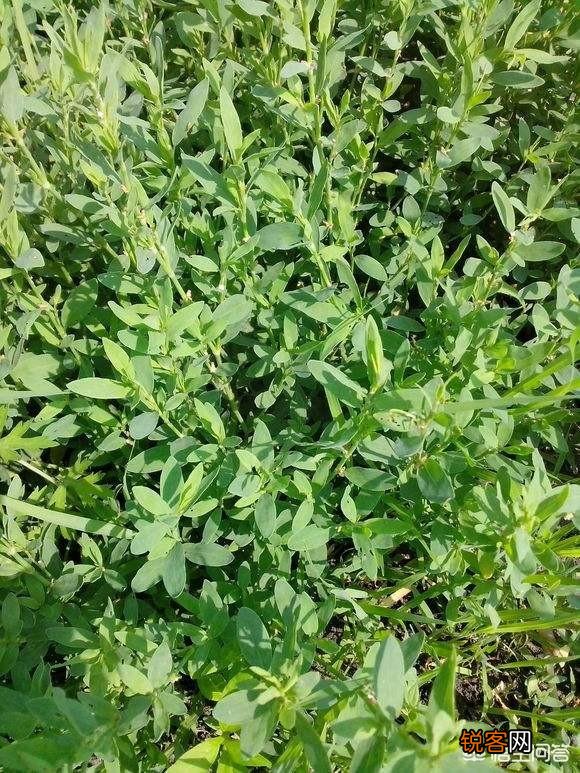 农村有种野菜叫“猪牙菜”,是不是这个？怎么吃？