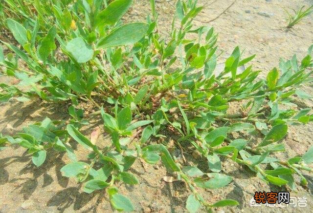 农村有种野菜叫“猪牙菜”,是不是这个？怎么吃？