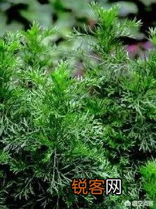 农村有种野菜叫“猪牙菜”,是不是这个？怎么吃？