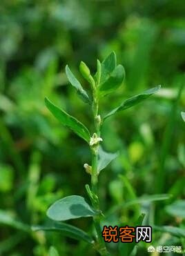 农村有种野菜叫“猪牙菜”,是不是这个？怎么吃？