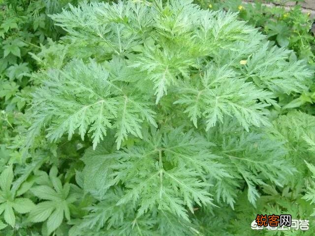 农村有种野菜叫“猪牙菜”,是不是这个？怎么吃？