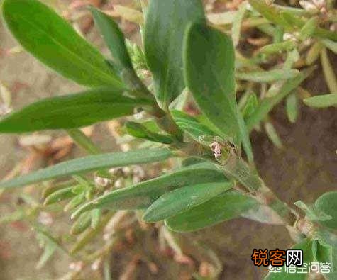 农村有种野菜叫“猪牙菜”,是不是这个？怎么吃？