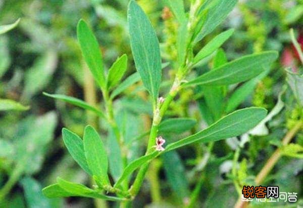 农村有种野菜叫“猪牙菜”,是不是这个？怎么吃？