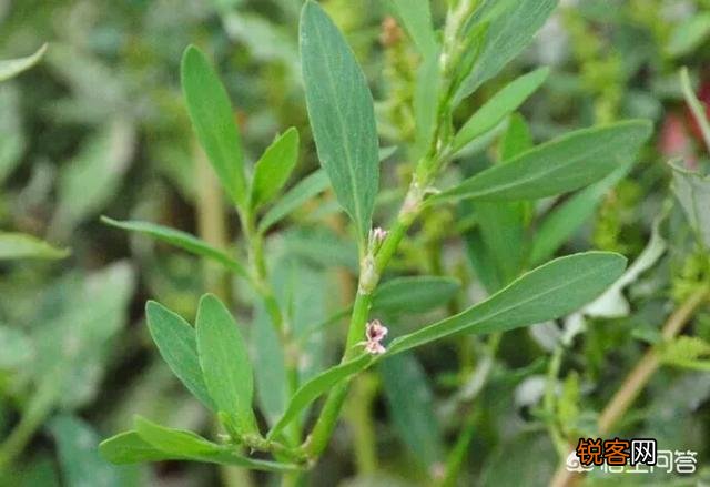 农村有种野菜叫“猪牙菜”,是不是这个？怎么吃？