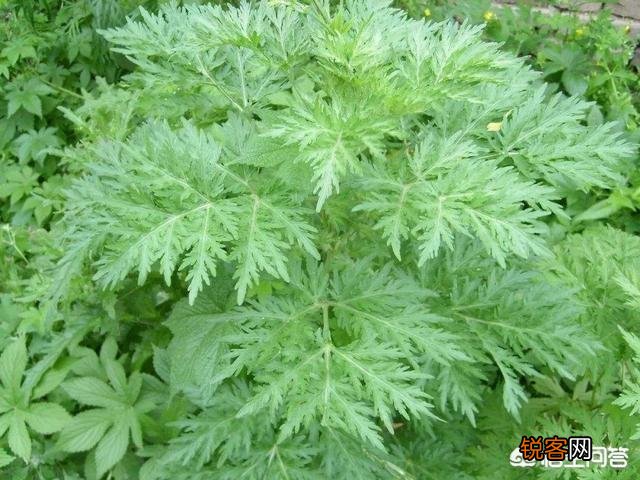 农村有种野菜叫“猪牙菜”,是不是这个？怎么吃？