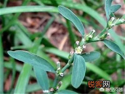 农村有种野菜叫“猪牙菜”,是不是这个？怎么吃？