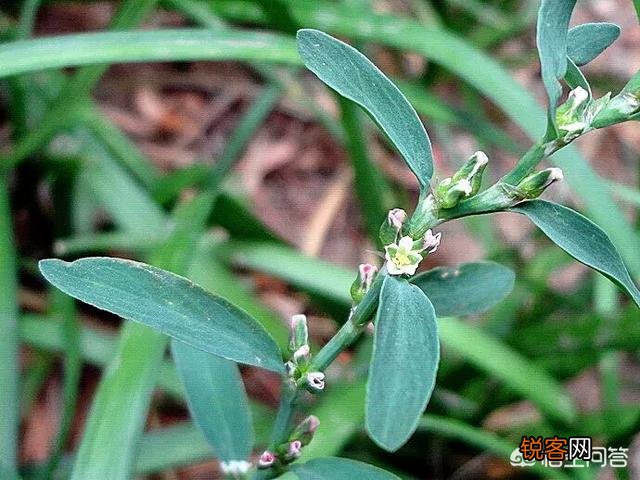 农村有种野菜叫“猪牙菜”,是不是这个？怎么吃？