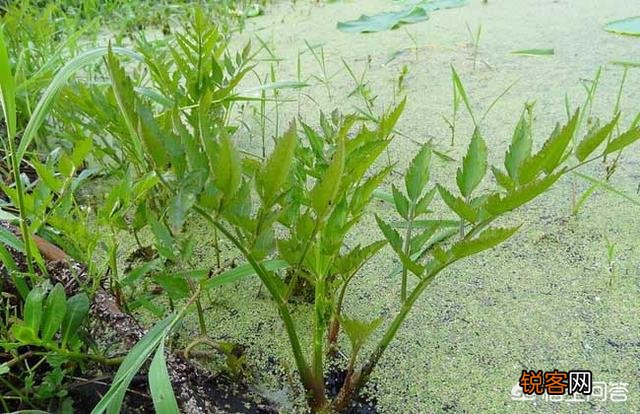 南方有什么好吃的野菜吗？