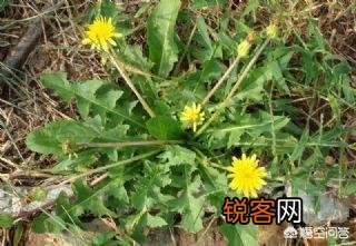 南方有什么好吃的野菜吗？