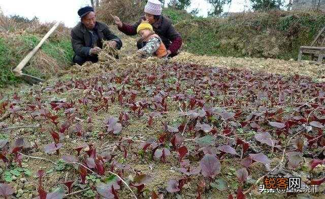 南方有什么好吃的野菜吗？