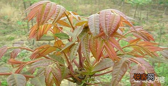 南方有什么好吃的野菜吗？