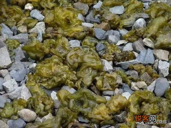 南方有什么好吃的野菜吗？