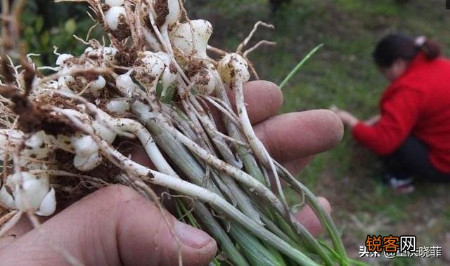 南方有什么好吃的野菜吗？